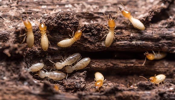 Termite/pest inspection services from Edward Inspections